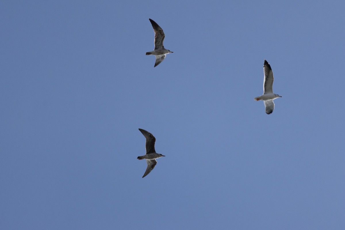 Lesser Black-backed Gull - ML645526326