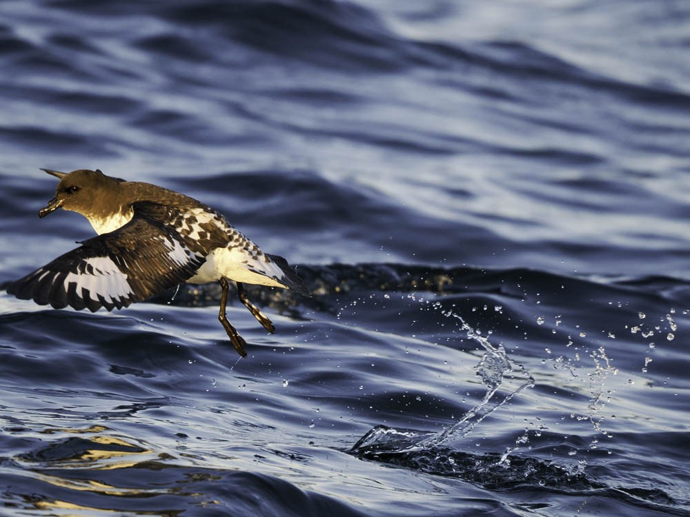 マダラフルマカモメ（capense） - ML645526349