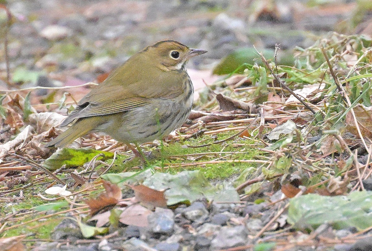 Ovenbird - ML645526350