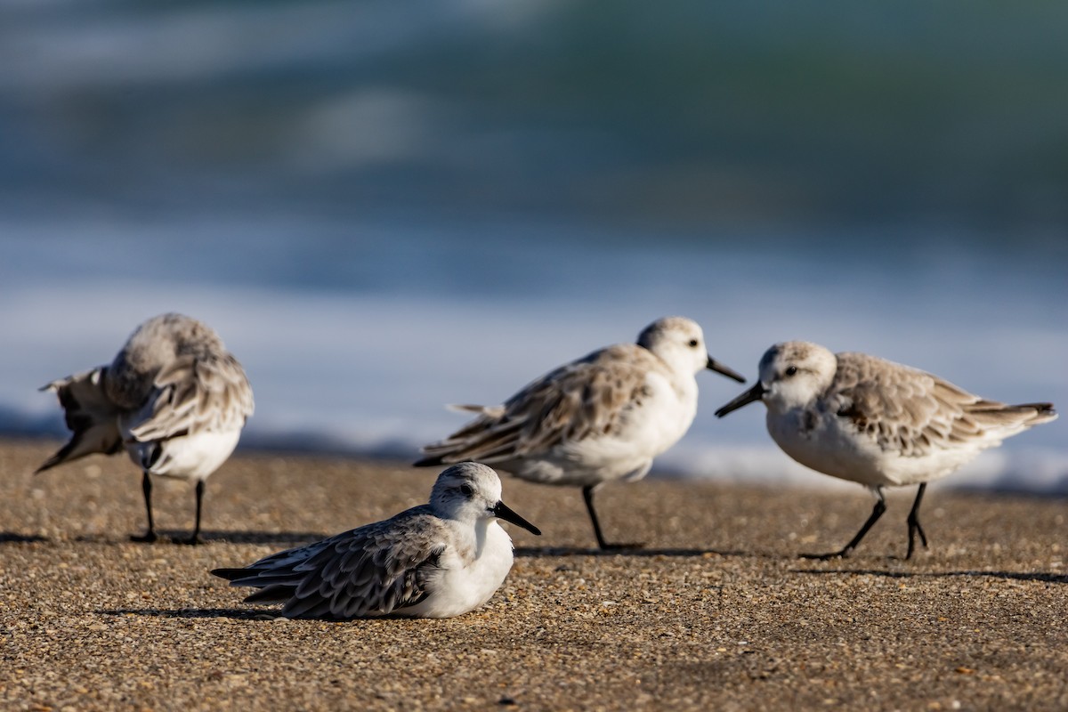 jespák písečný - ML645526355