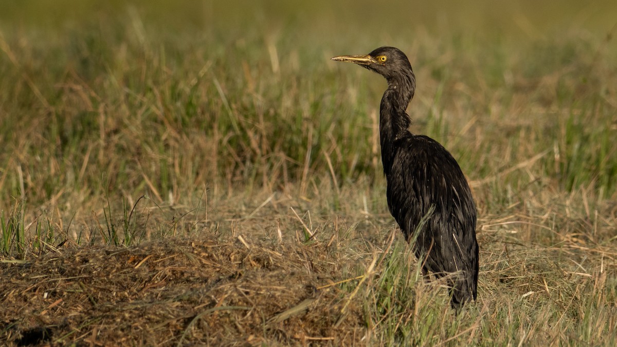 Western Cattle-Egret - ML645526357