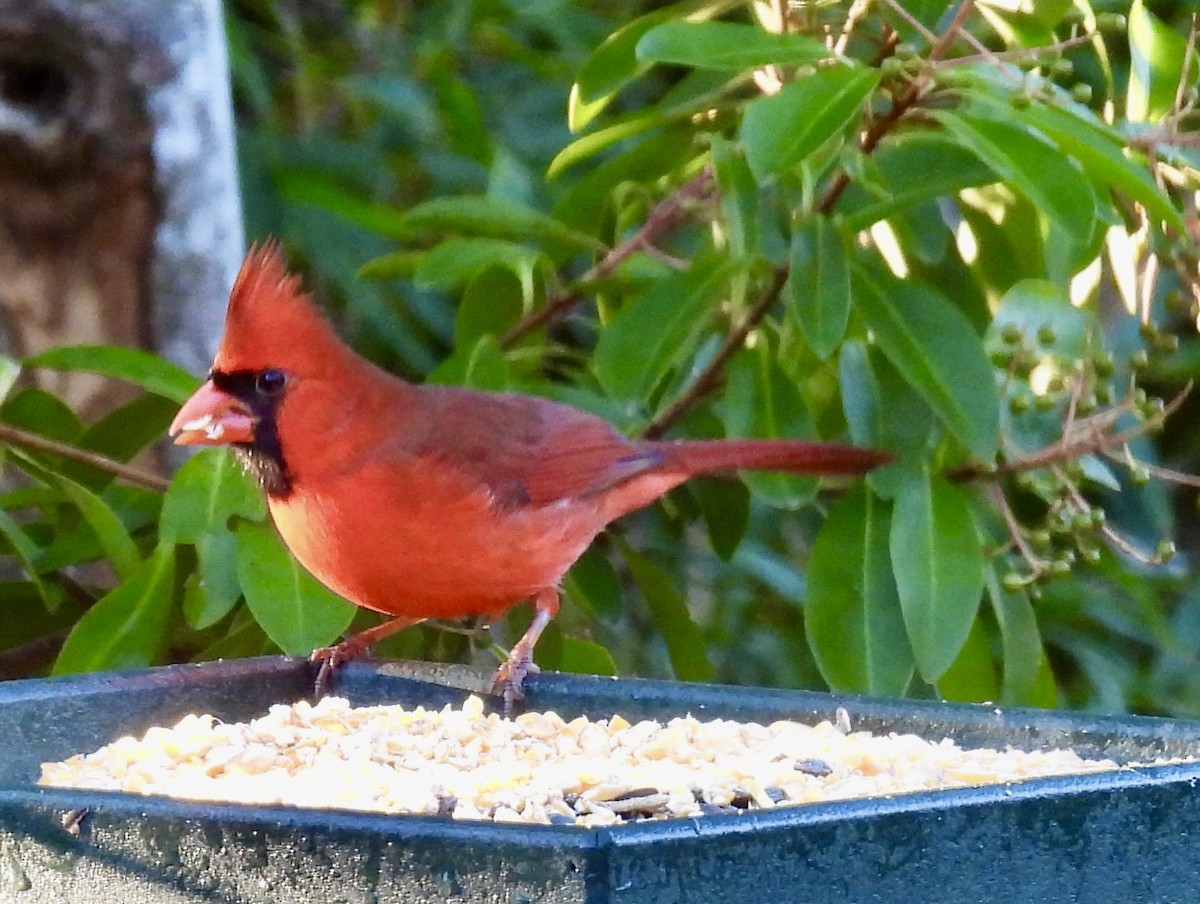 Cardinal rouge - ML645526370