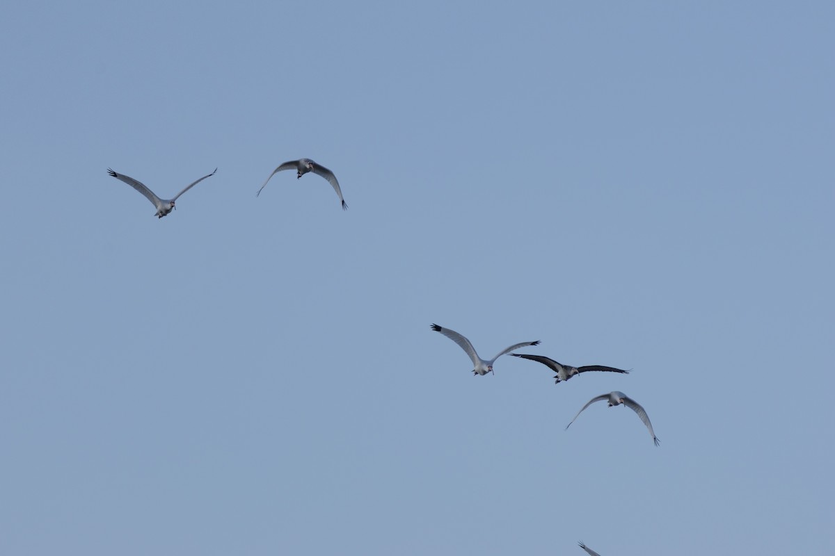 White Ibis - ML645526373