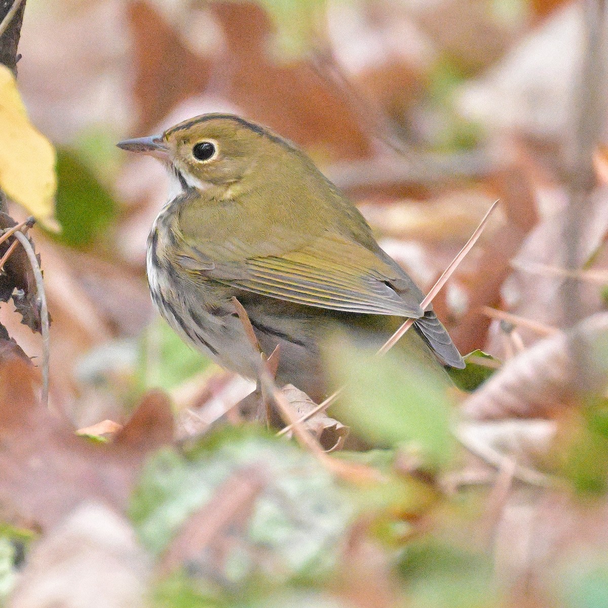 Ovenbird - ML645526374