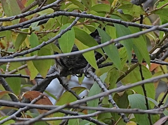 Brown-headed Cowbird - ML645526380