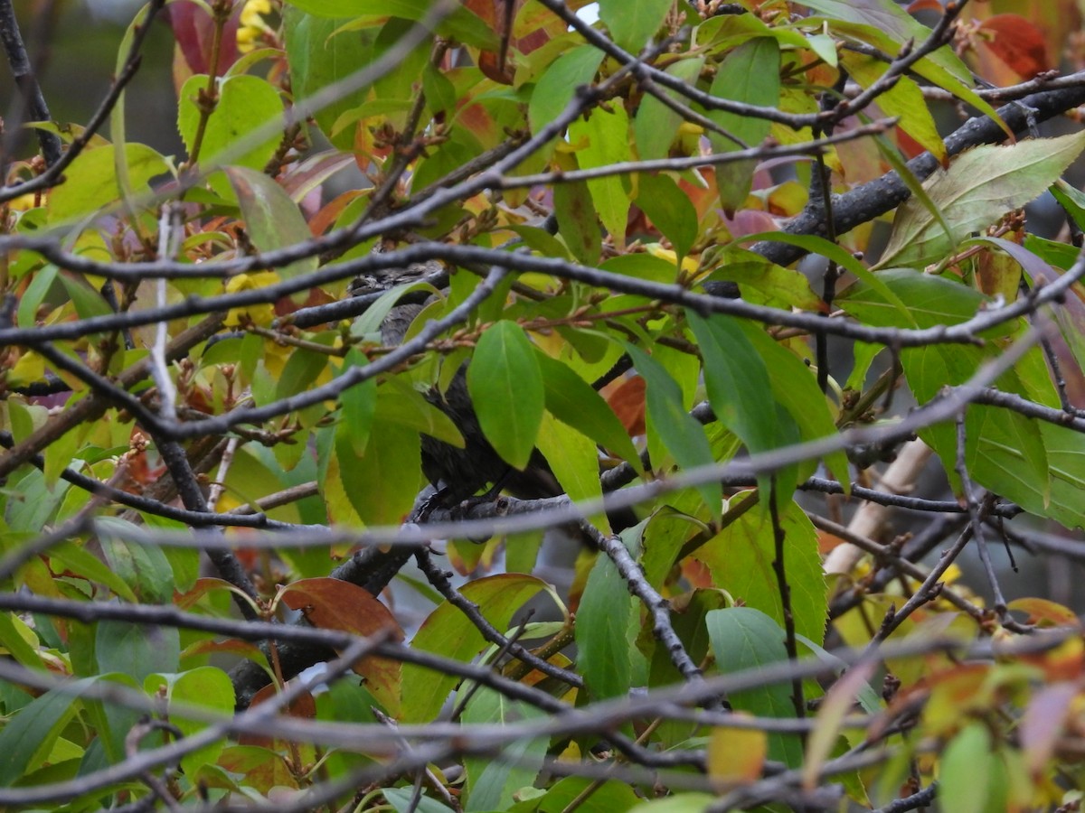 Brown-headed Cowbird - ML645526381