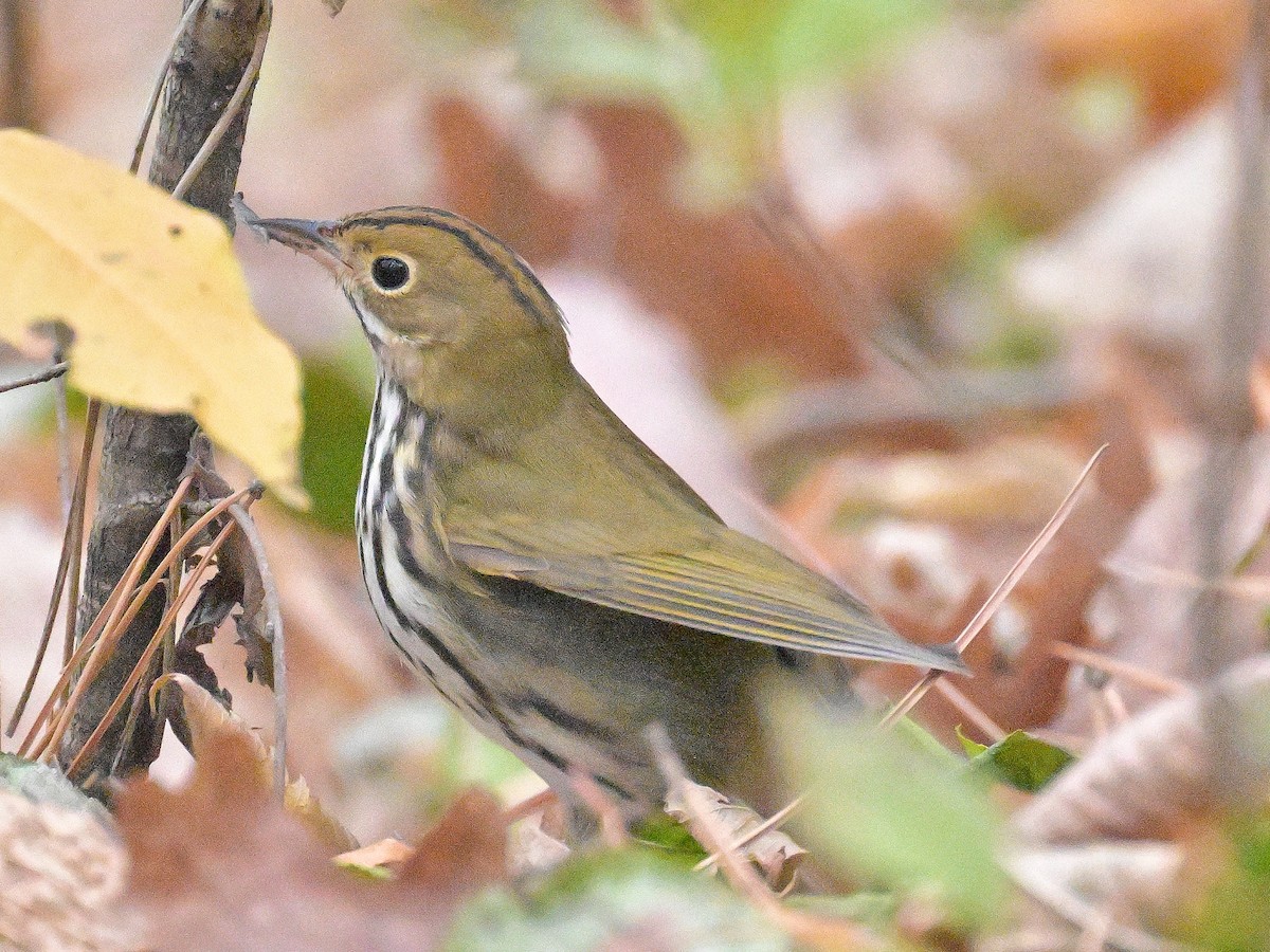 Ovenbird - ML645526388