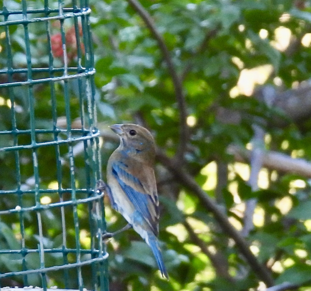 indigospurv - ML645526389