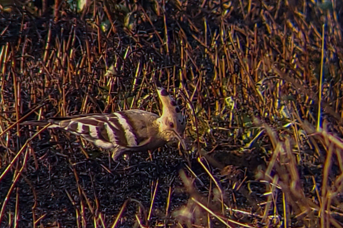 İbibik - ML645526390