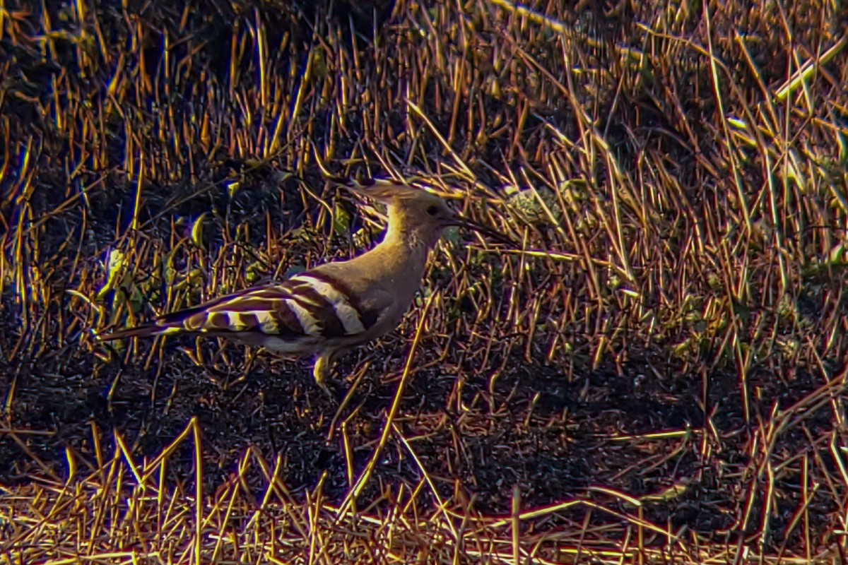 İbibik - ML645526391