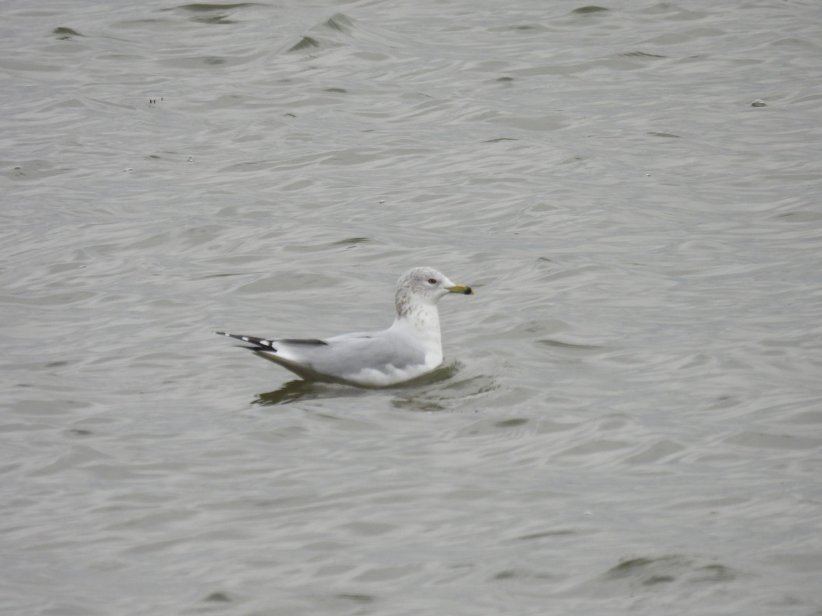 Halkalı Martı - ML645526395