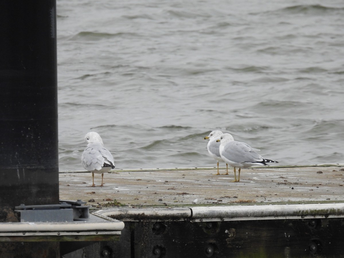 Halkalı Martı - ML645526396