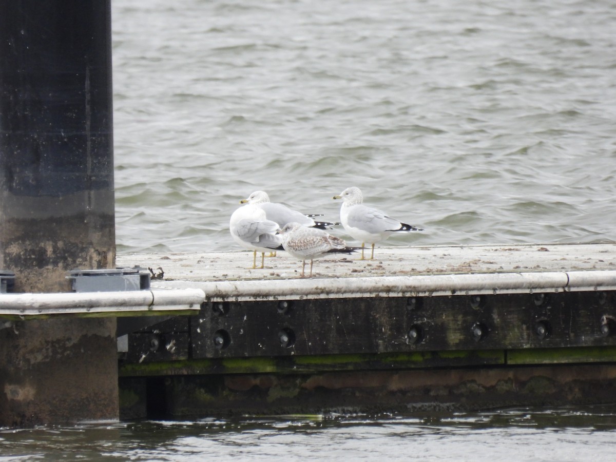 Halkalı Martı - ML645526401