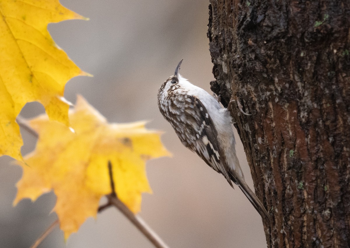 Amerika Tırmaşıkkuşu - ML645526410