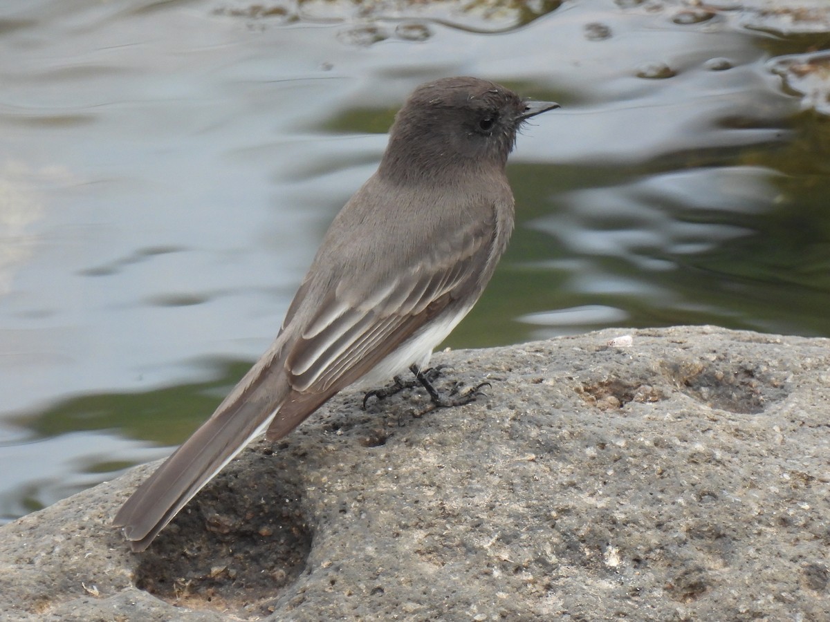 Kara Fibi - ML645526412