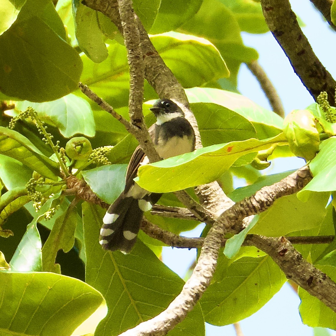 Büyük Boz Katmerkuyruk - ML645526414