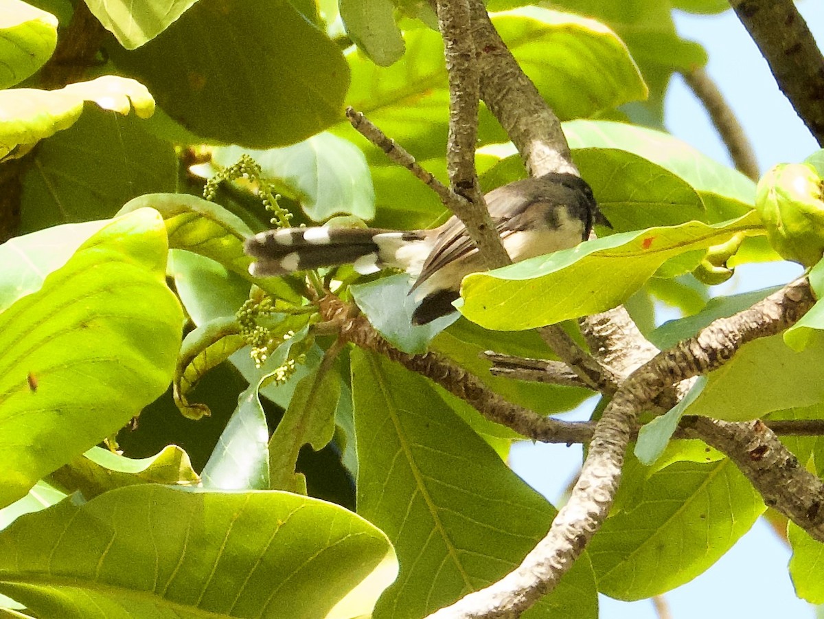 Büyük Boz Katmerkuyruk - ML645526415