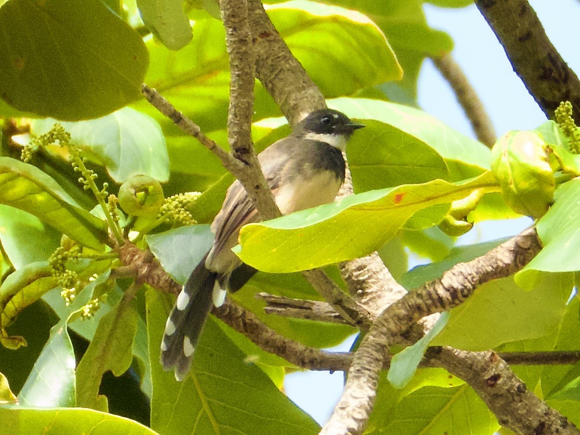 Büyük Boz Katmerkuyruk - ML645526416