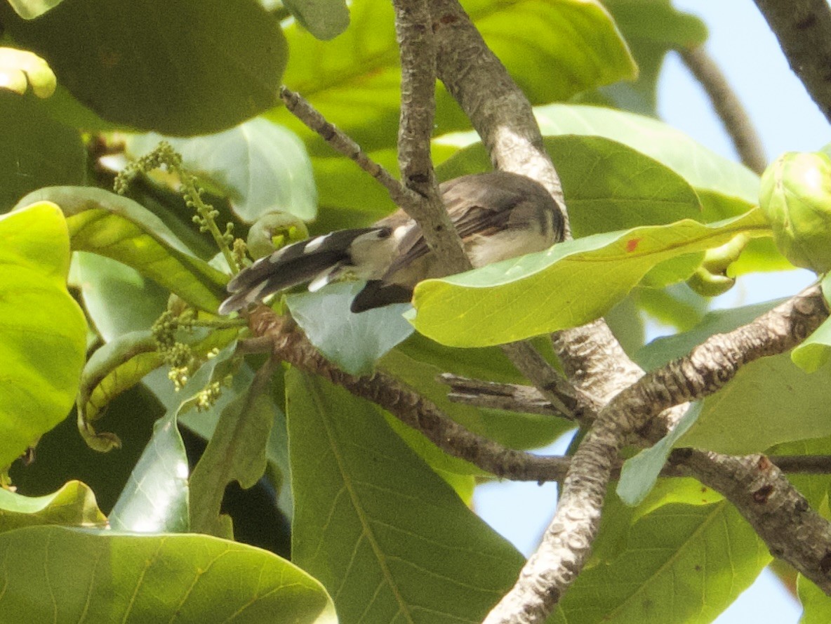 Büyük Boz Katmerkuyruk - ML645526417