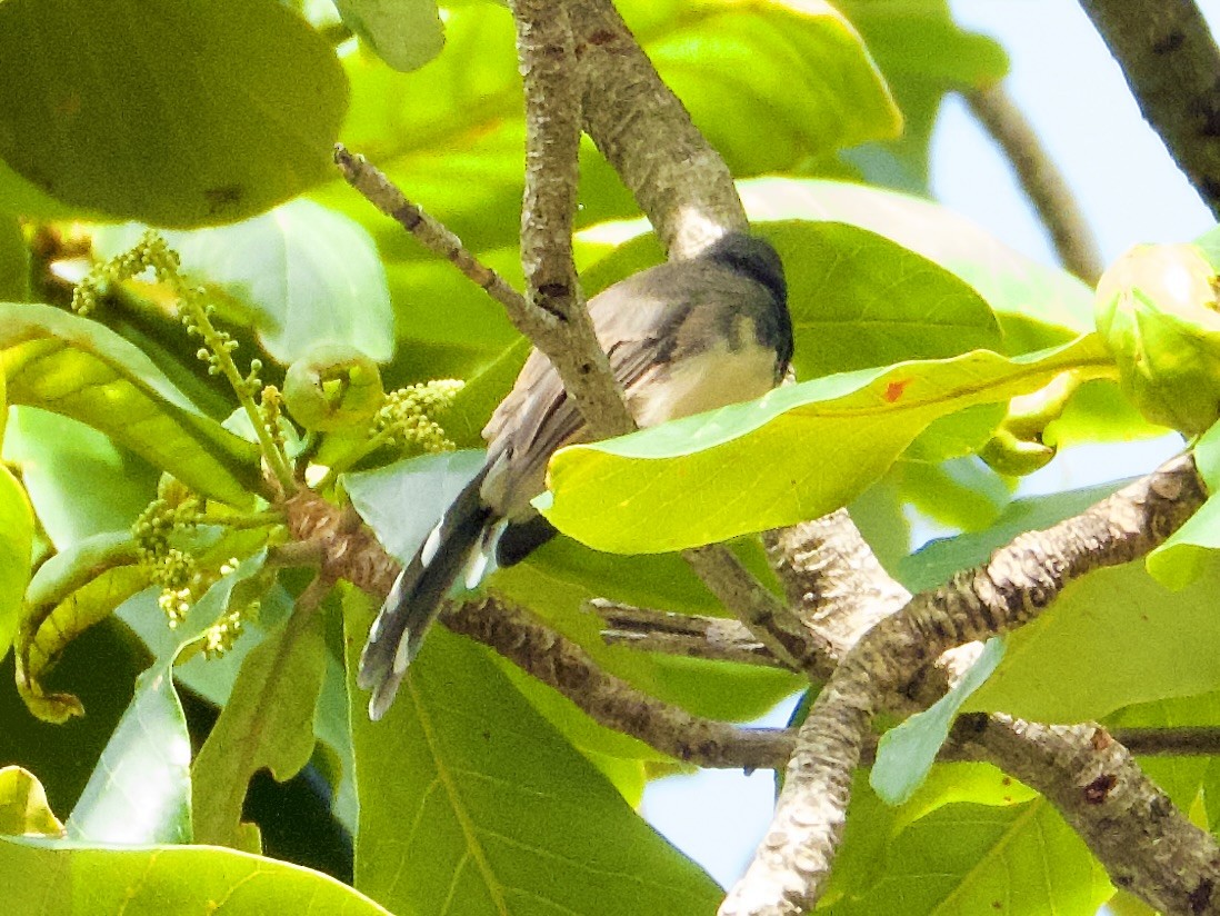 Büyük Boz Katmerkuyruk - ML645526418