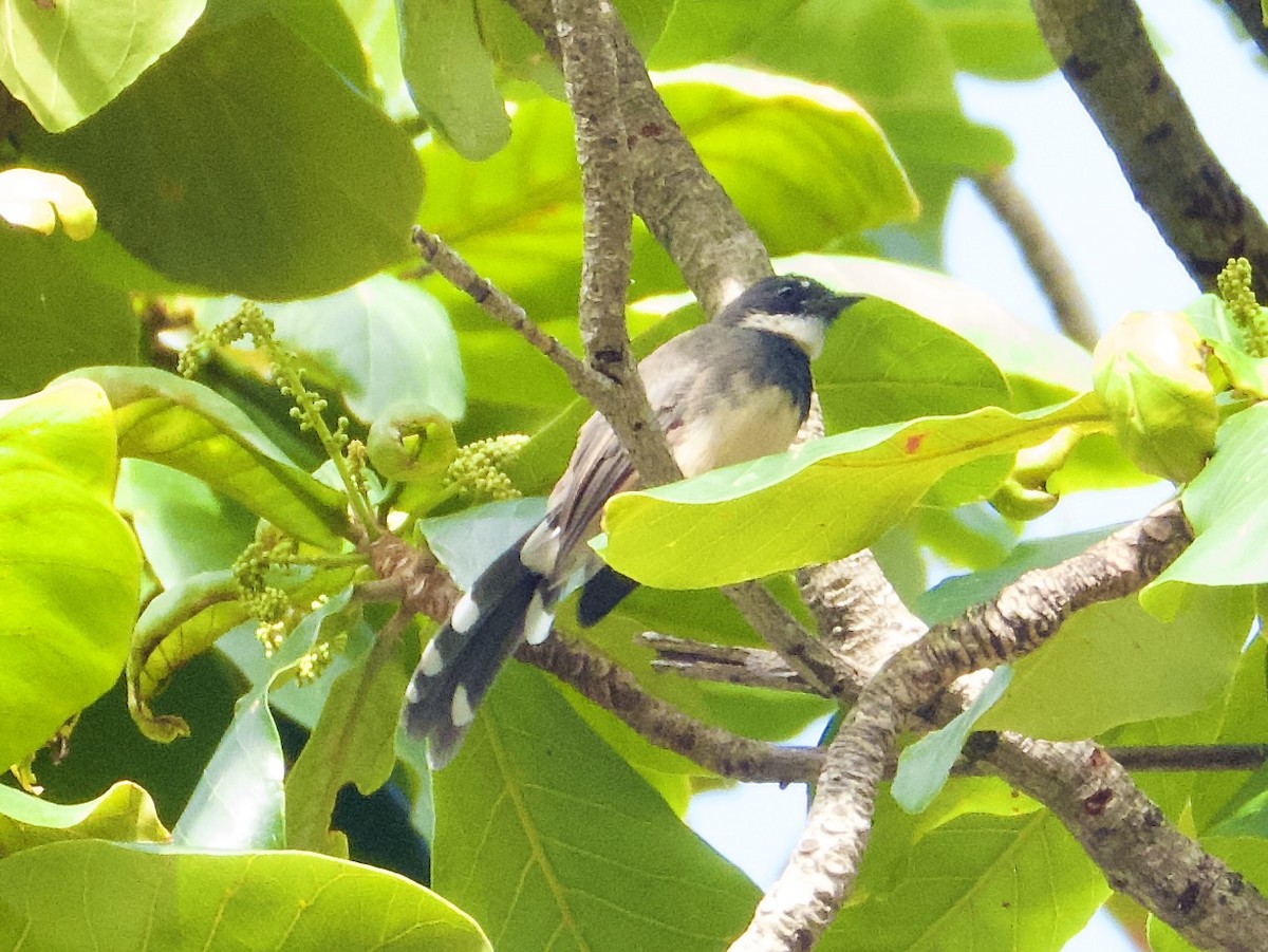 Büyük Boz Katmerkuyruk - ML645526419