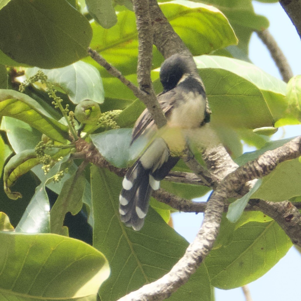 Büyük Boz Katmerkuyruk - ML645526420