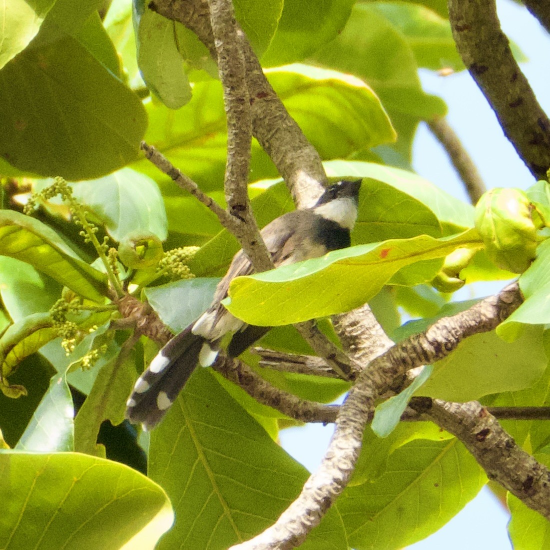 Büyük Boz Katmerkuyruk - ML645526421