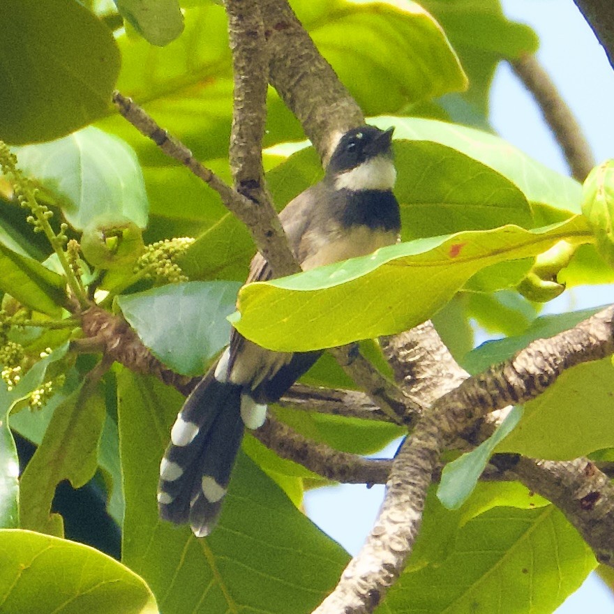 Büyük Boz Katmerkuyruk - ML645526422