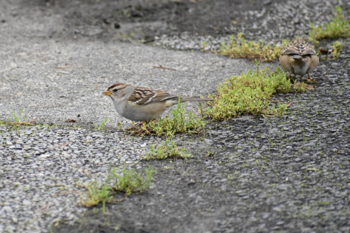 Sarı Tepeli Serçe - ML645526425