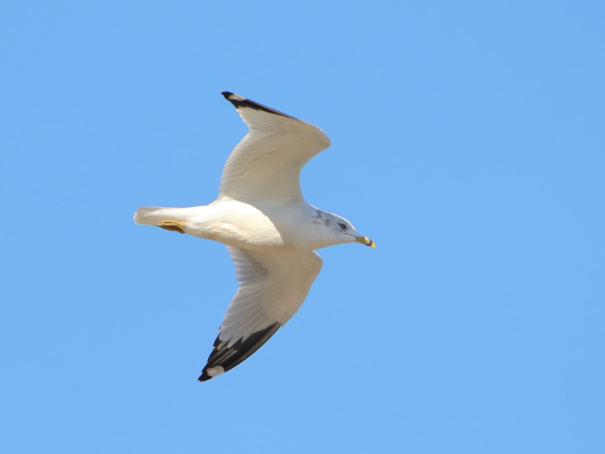 Halkalı Martı - ML645526428