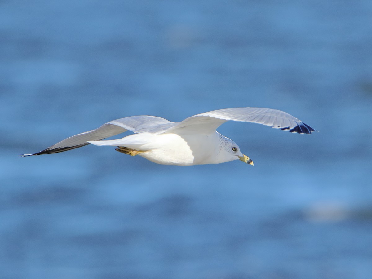 Halkalı Martı - ML645526429