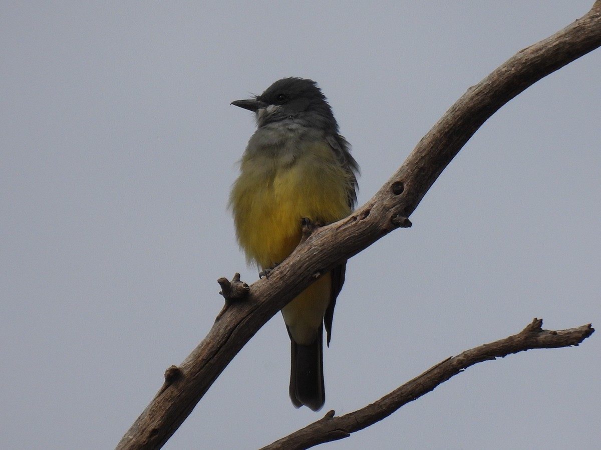 Kayalık Dağları Tiranı - ML645526430