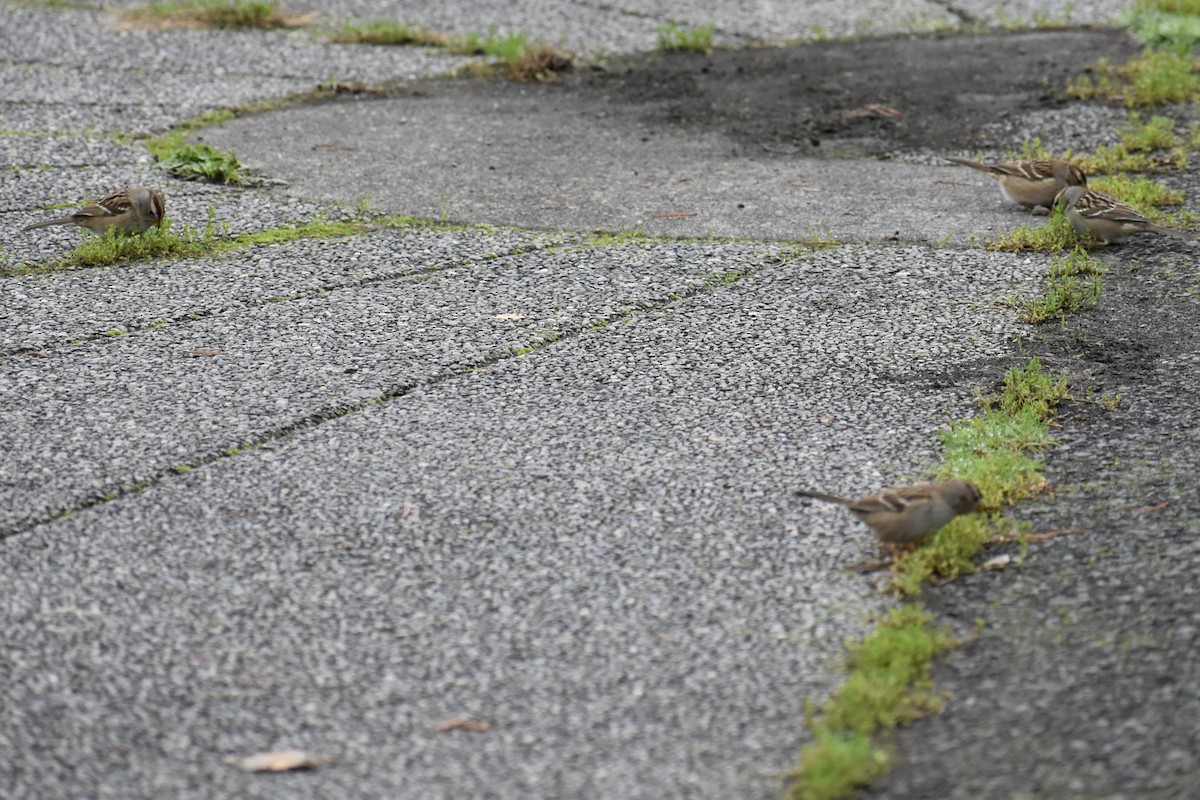 Sarı Tepeli Serçe - ML645526431