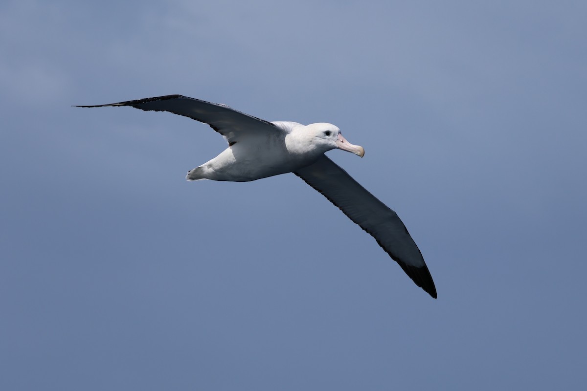 Antipod Gezgin Albatrosu (gibsoni) - ML645526432