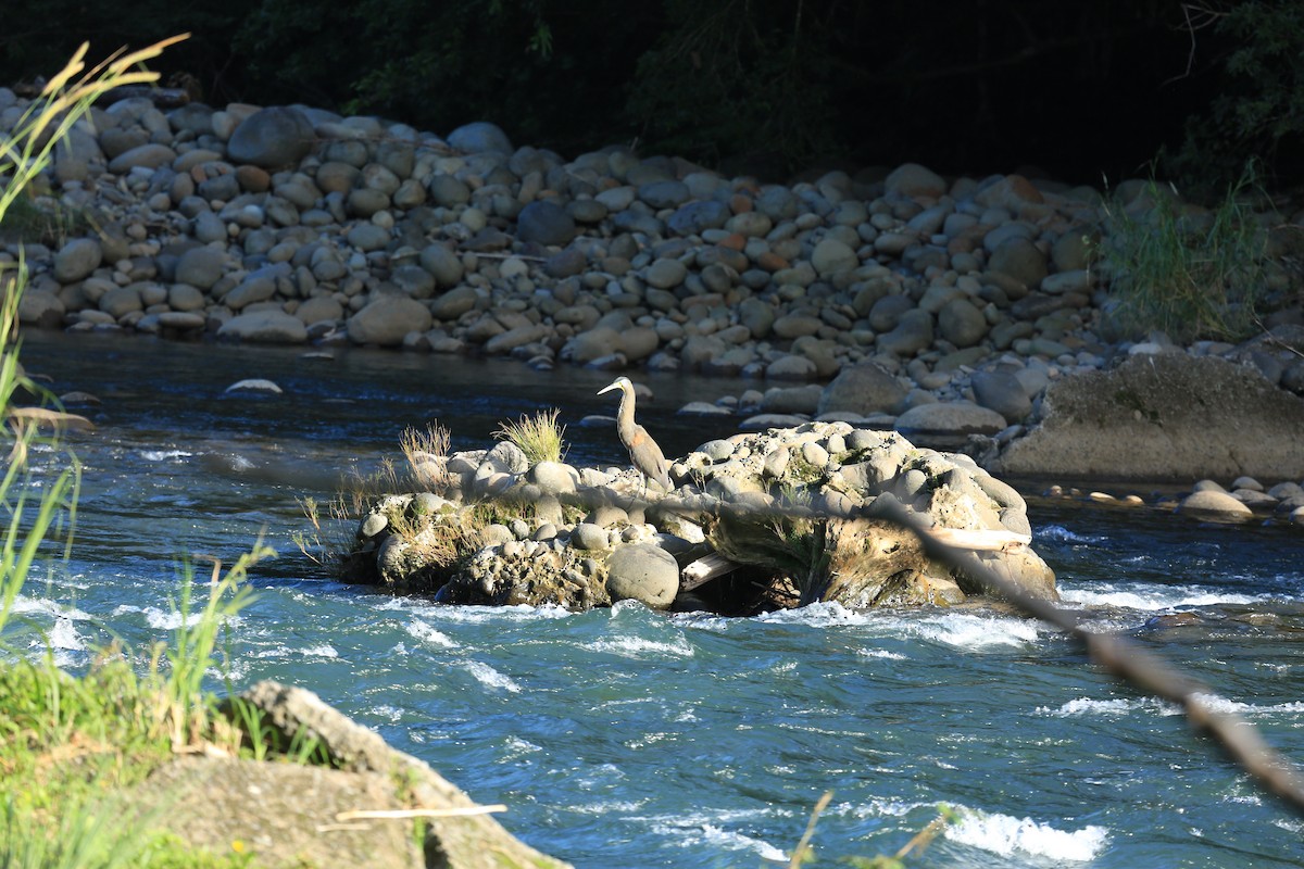 Meksika Kaplan Balıkçılı - ML645526433