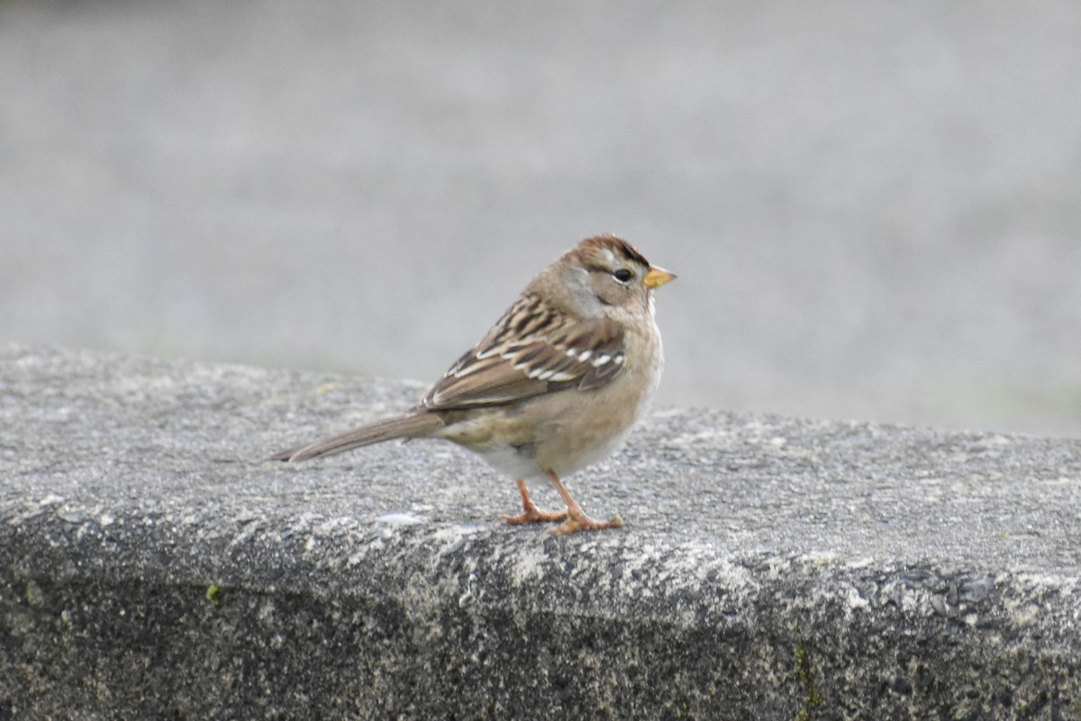 Sarı Tepeli Serçe - ML645526434