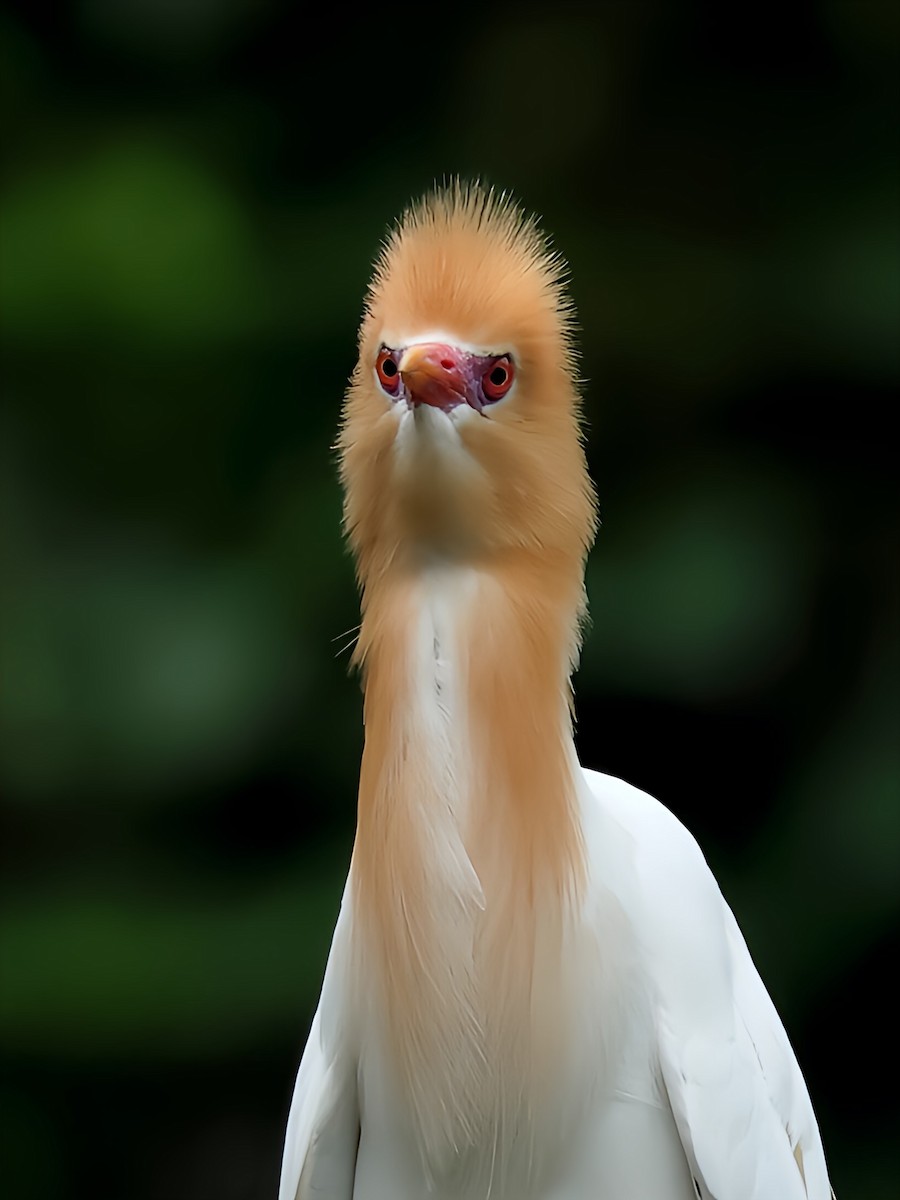 Doğulu Sığır Balıkçılı - ML645526436