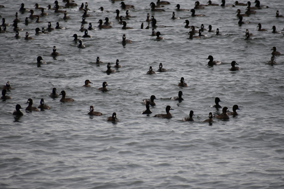 Морская чернеть - ML645526475