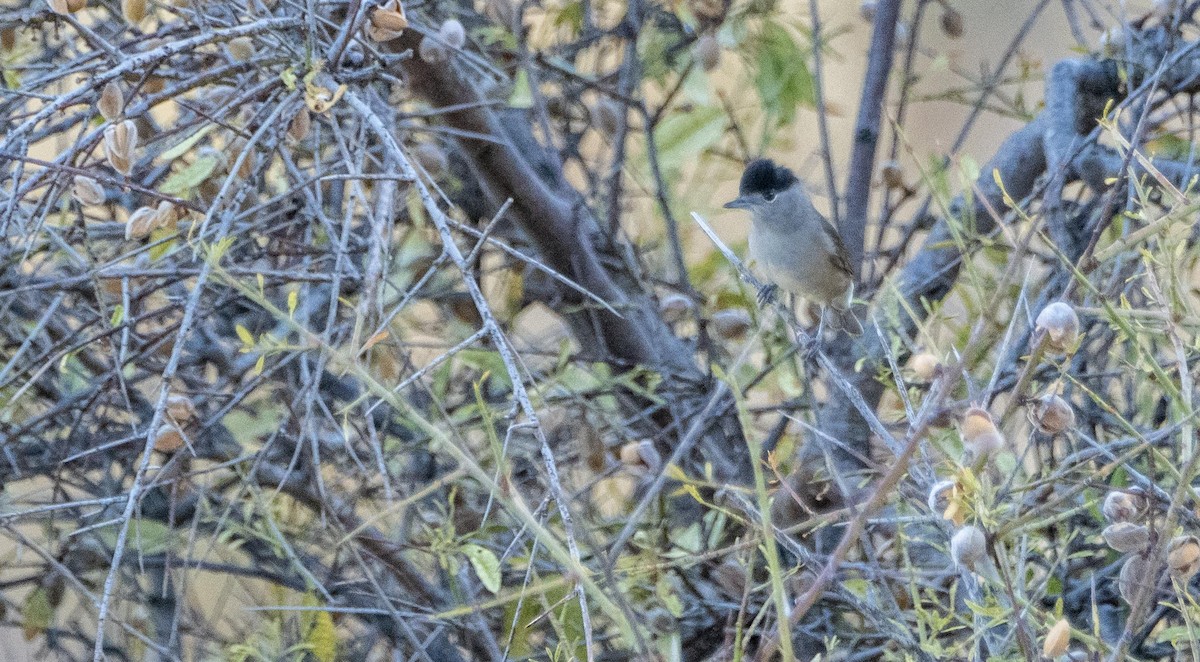 Черноголовая славка - ML645526476