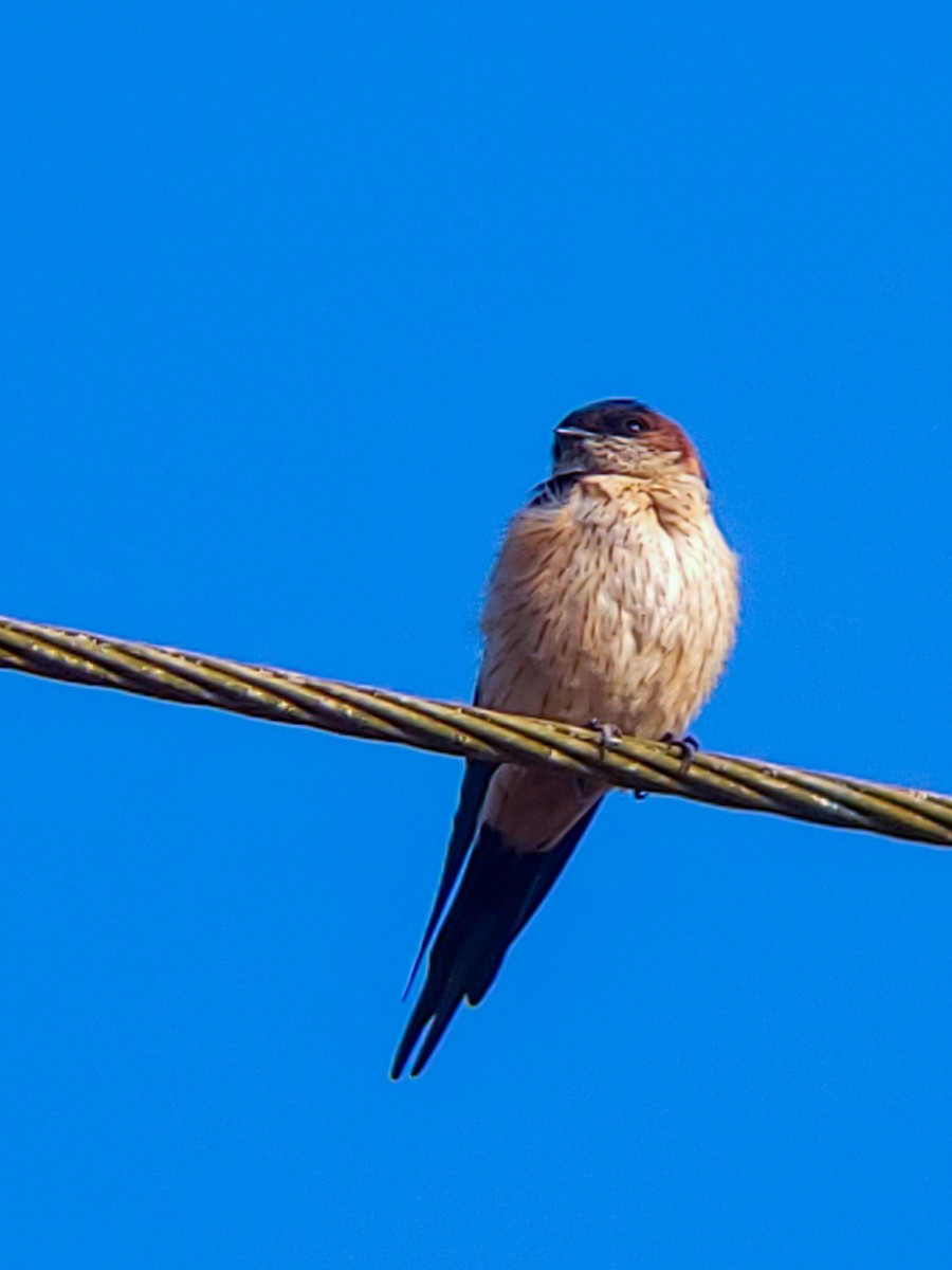 Ластівка рудопоперечна східна - ML645526478