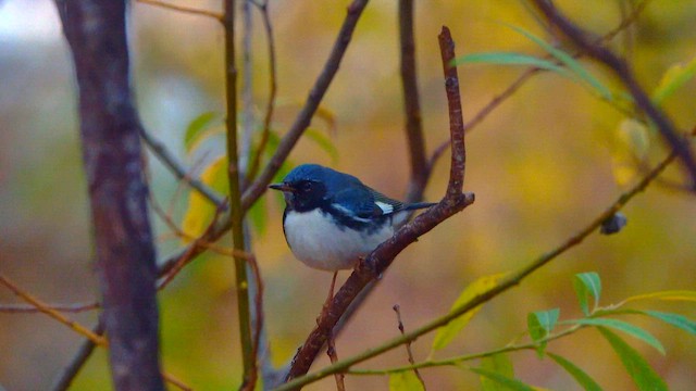 Синеспинная древесница - ML645526481