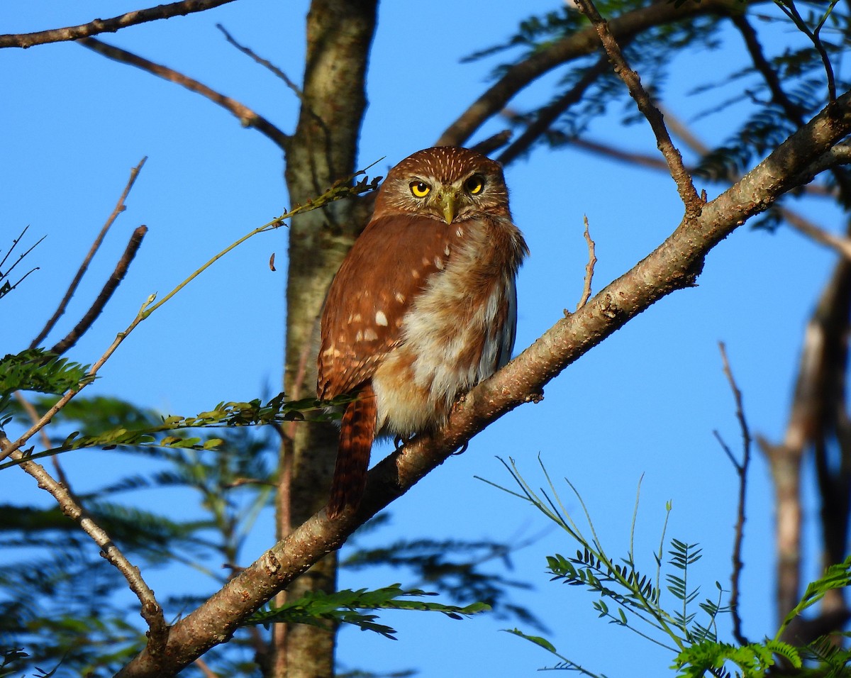 Рыжий сычик - ML645526483