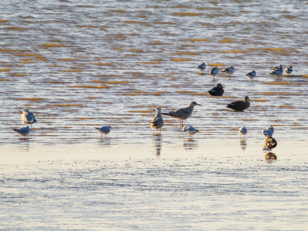 Клуша - ML645526484