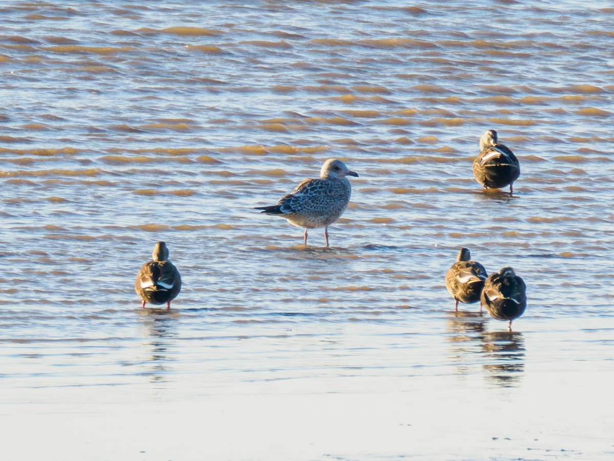 Клуша - ML645526485