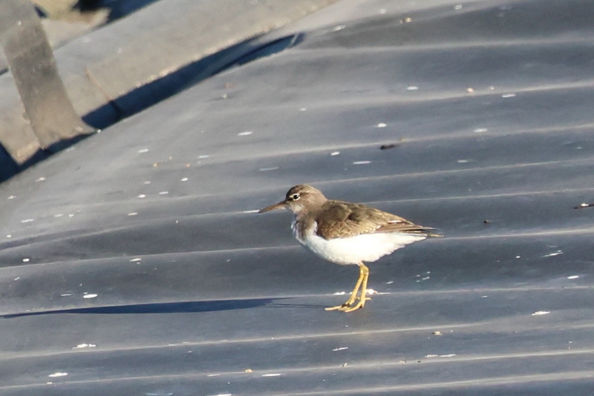 Набережник плямистий - ML645526486