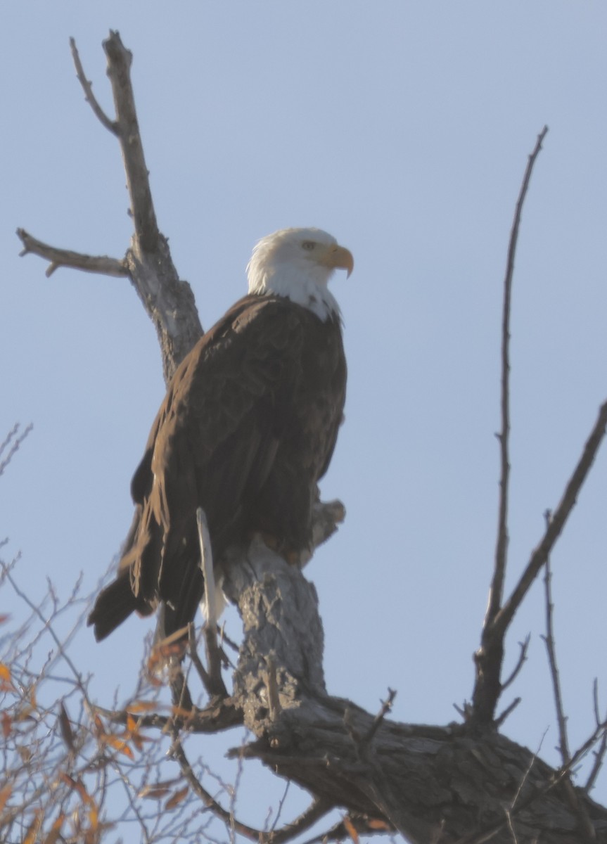 Белоголовый орлан - ML645526487