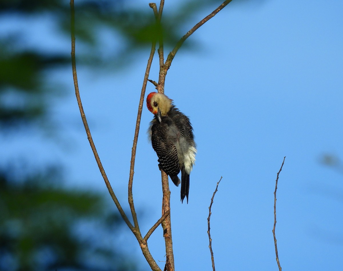 Златолобый дятел - ML645526488