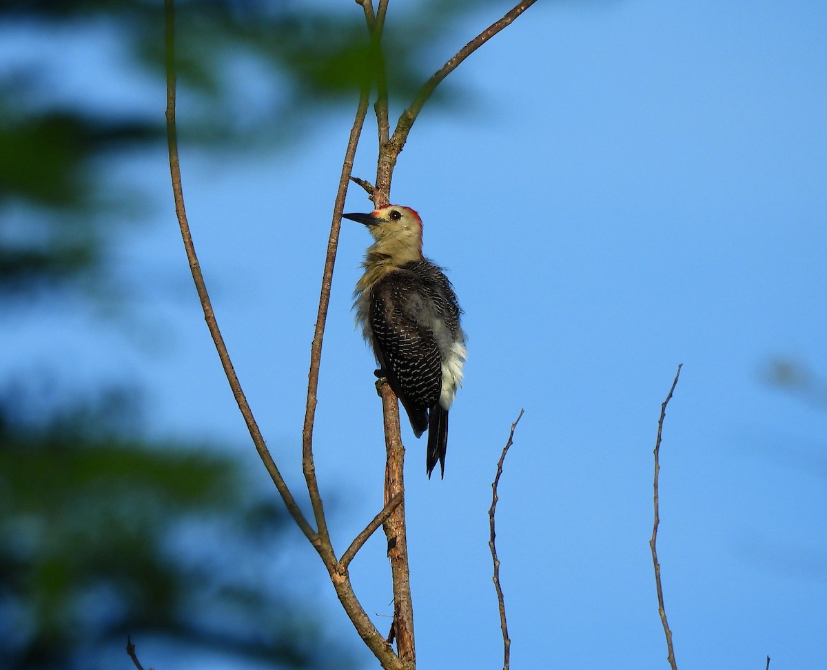 Златолобый дятел - ML645526489