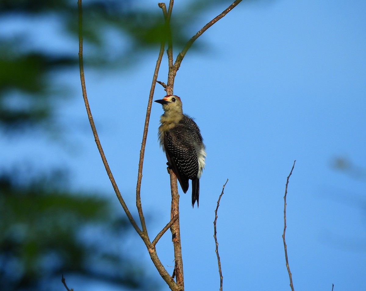 Златолобый дятел - ML645526490
