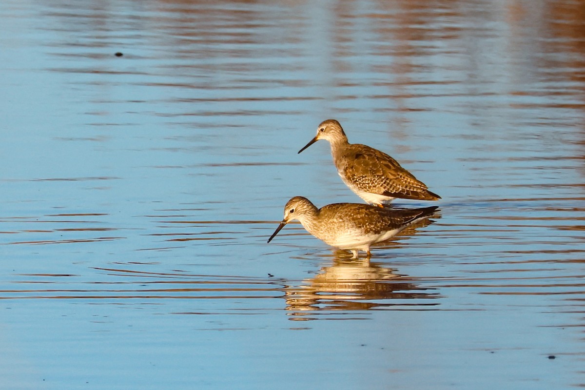 Желтоногий улит - ML645526491